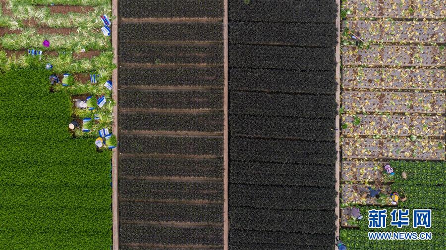 （抓好春耕備耕 穩(wěn)住農(nóng)業(yè)生產(chǎn)&middot;圖文互動(dòng)）（4）&ldquo;栽種的是菜苗，收獲的是希望&rdquo;&mdash;&mdash;云南蔬菜集散地通?？h春耕見(jiàn)聞 