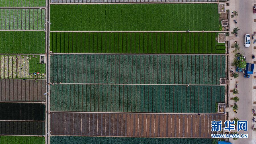 （抓好春耕備耕 穩(wěn)住農(nóng)業(yè)生產(chǎn)&middot;圖文互動(dòng)）（1）&ldquo;栽種的是菜苗，收獲的是希望&rdquo;&mdash;&mdash;云南蔬菜集散地通?？h春耕見(jiàn)聞 