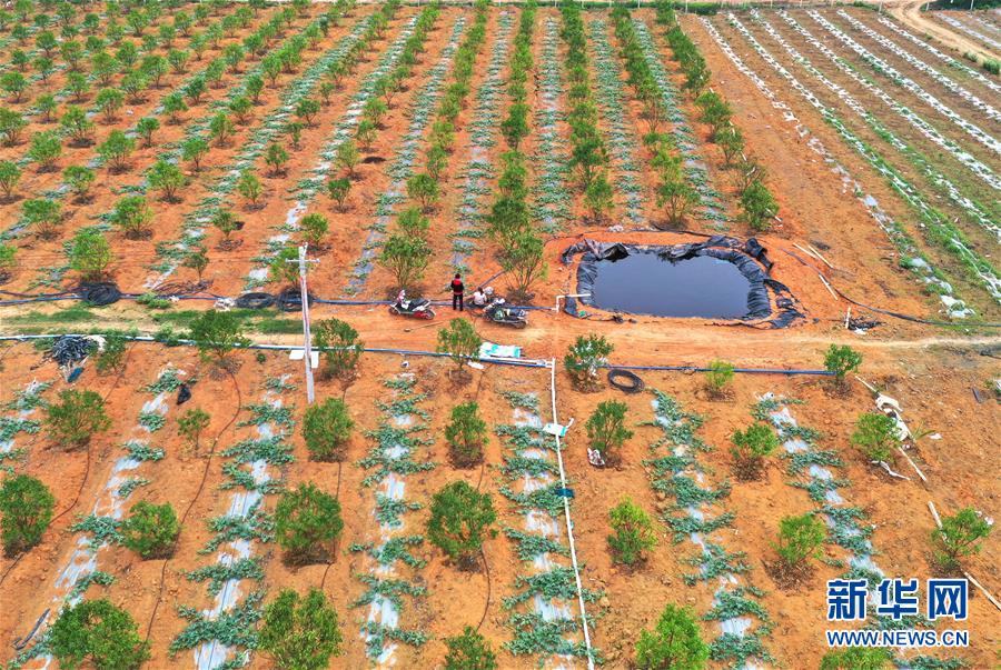 (抓好春耕備耕 穩(wěn)住農(nóng)業(yè)生產(chǎn)·圖文互動)(2)農(nóng)時不等人 扶貧不能拖——種瓜大村春耕生產(chǎn)見聞