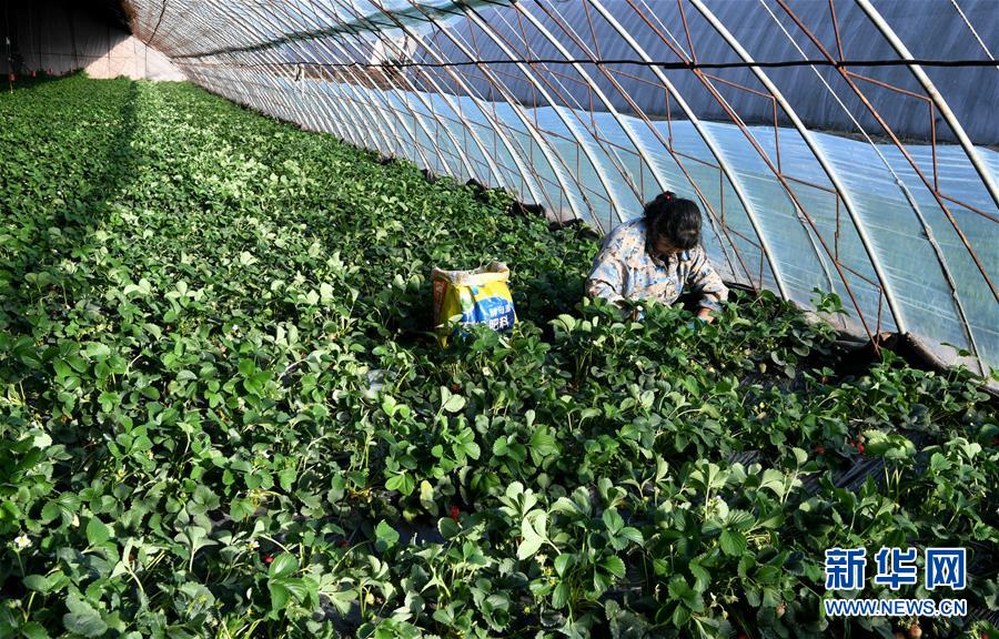 （在習(xí)近平新時(shí)代中國(guó)特色社會(huì)主義思想指引下&mdash;&mdash;新時(shí)代新作為新篇章&middot;習(xí)近平總書(shū)記關(guān)切事&middot;圖文互動(dòng)）（3）戰(zhàn)&ldquo;疫&rdquo;要?jiǎng)艜r(shí)，戰(zhàn)&ldquo;貧&rdquo;再加把勁！&mdash;&mdash;中央各部門助力脫貧攻堅(jiān)很給力