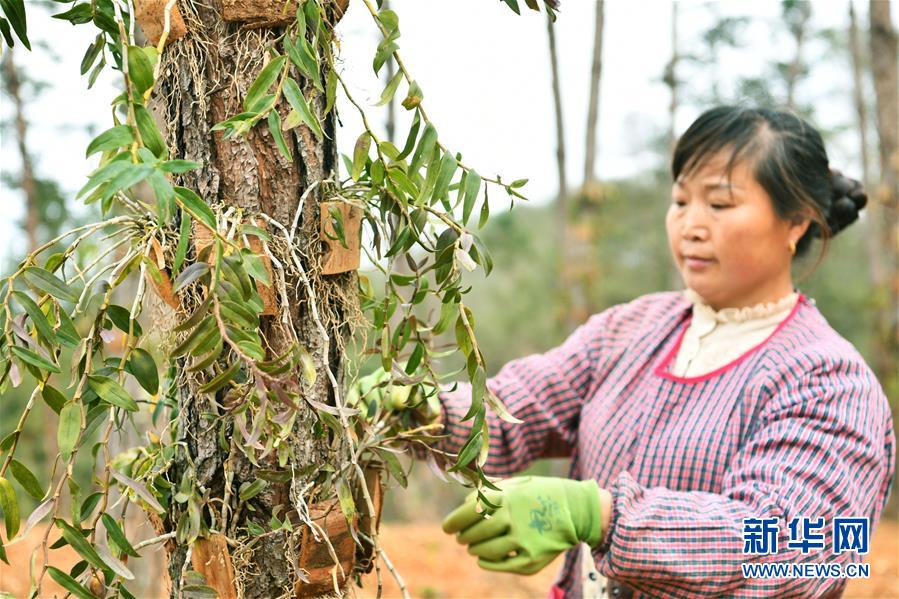 （決戰(zhàn)決勝脫貧攻堅&middot;圖文互動）（5）天然&ldquo;寶貝&rdquo;促增收&mdash;&mdash;貴州錦屏縣培育扶貧產(chǎn)業(yè)見聞