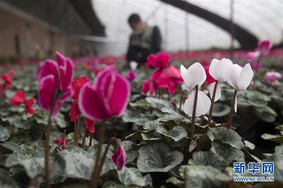 （在習(xí)近平新時(shí)代中國(guó)特色社會(huì)主義思想指引下&mdash;&mdash;新時(shí)代新作為新篇章&middot;習(xí)近平總書記關(guān)切事&middot;圖文互動(dòng)）（2）希望的田野，希望的春天&mdash;&mdash;各地農(nóng)業(yè)生產(chǎn)新動(dòng)態(tài)掃描