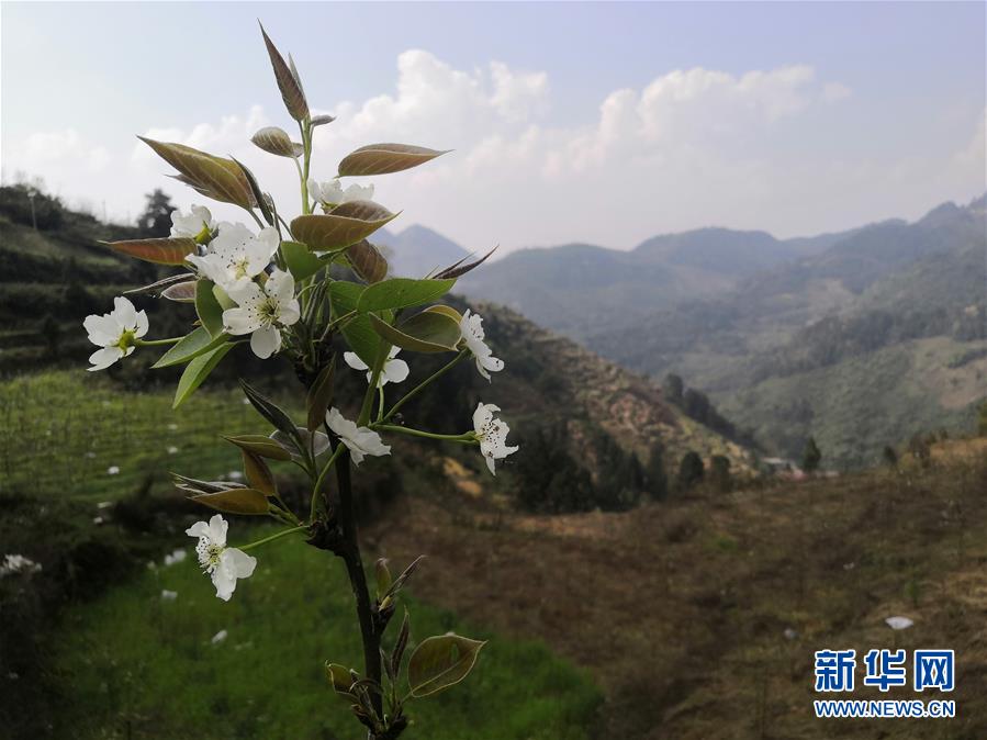 （決戰(zhàn)決勝脫貧攻堅&middot;圖文互動）（1）寄相思，償夙愿&mdash;&mdash;5封清明&ldquo;家書&rdquo;里的決戰(zhàn)決勝信念