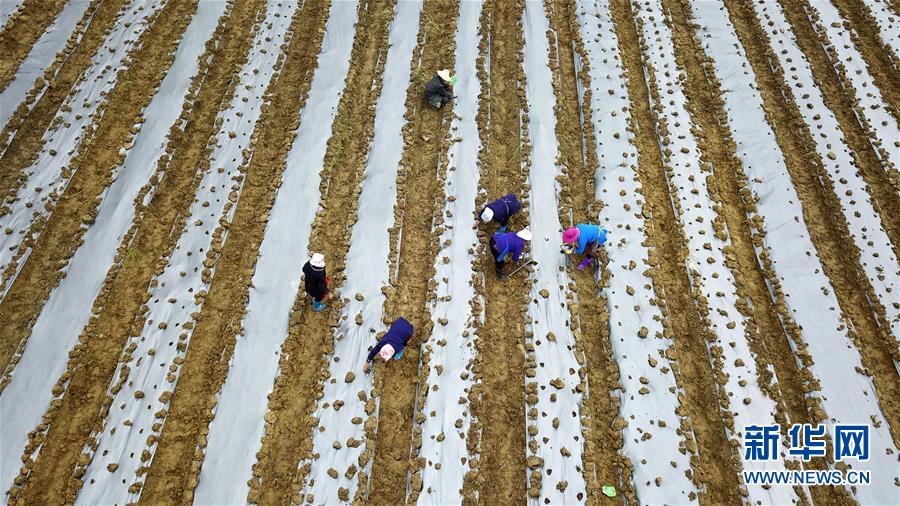 （決戰(zhàn)決勝脫貧攻堅(jiān)&middot;圖文互動）（1）貴州黔東南：搶抓壩區(qū)春耕 決勝脫貧攻堅(jiān)