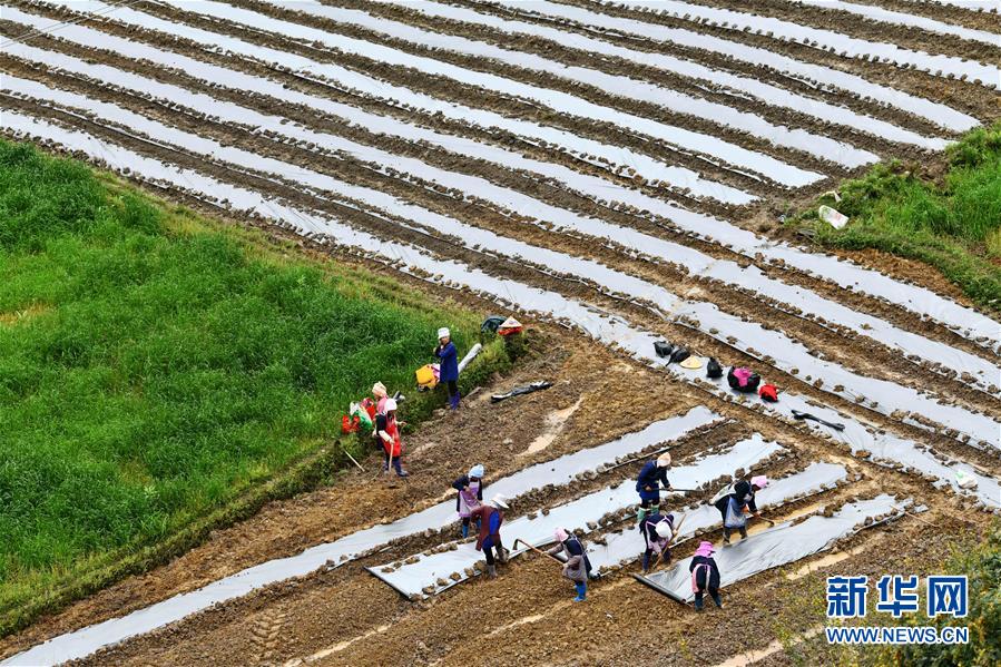 （決戰(zhàn)決勝脫貧攻堅(jiān)&middot;圖文互動）（5）貴州黔東南：搶抓壩區(qū)春耕 決勝脫貧攻堅(jiān)