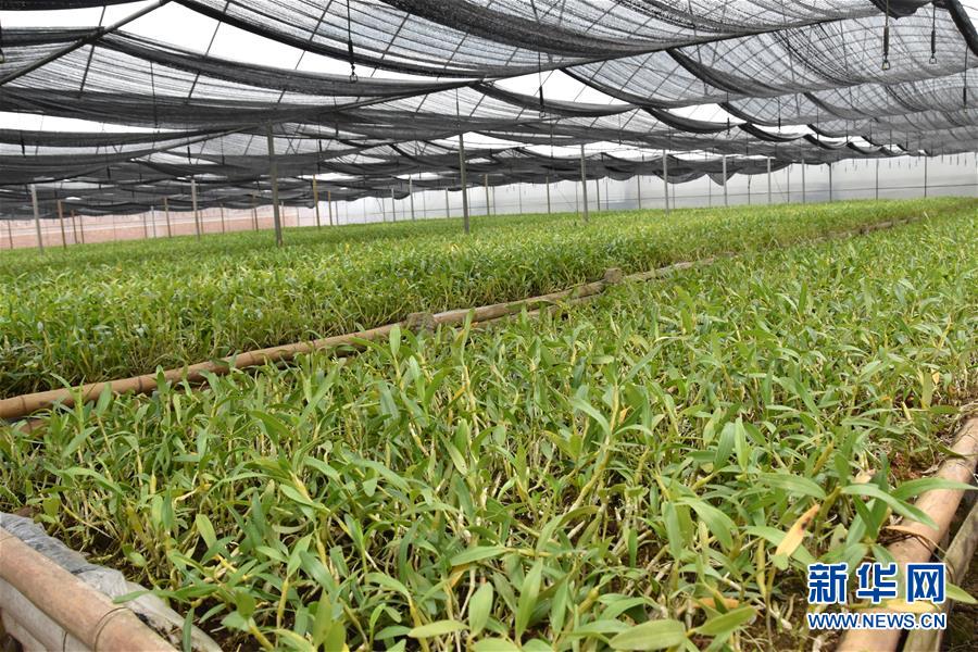 （決戰(zhàn)決勝脫貧攻堅&middot;圖文互動）（1）這個脫貧縣的石頭為何比土金貴？