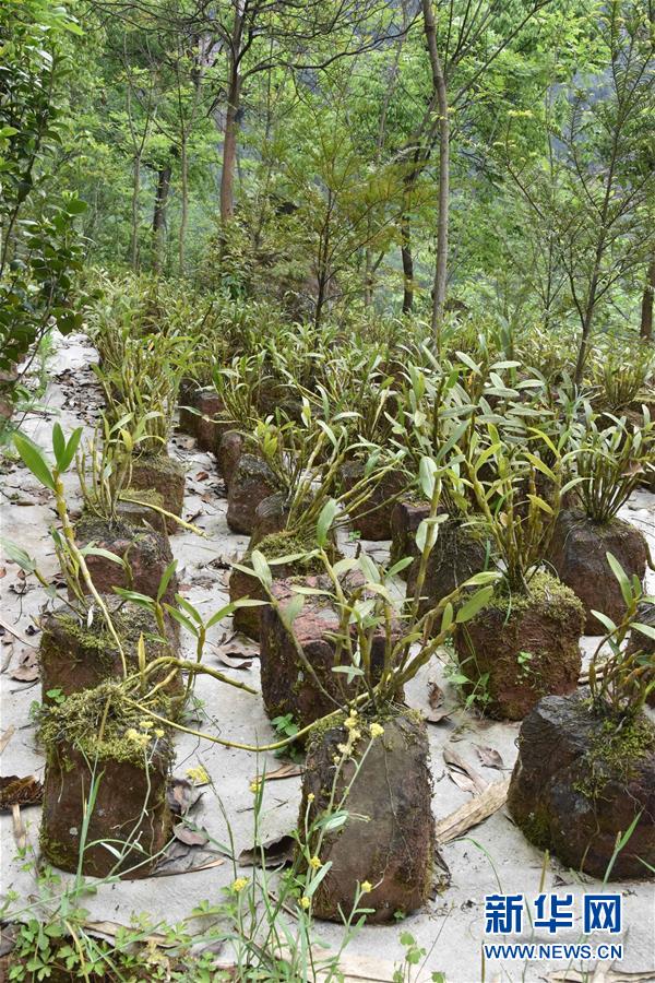 （決戰(zhàn)決勝脫貧攻堅&middot;圖文互動）（3）這個脫貧縣的石頭為何比土金貴？