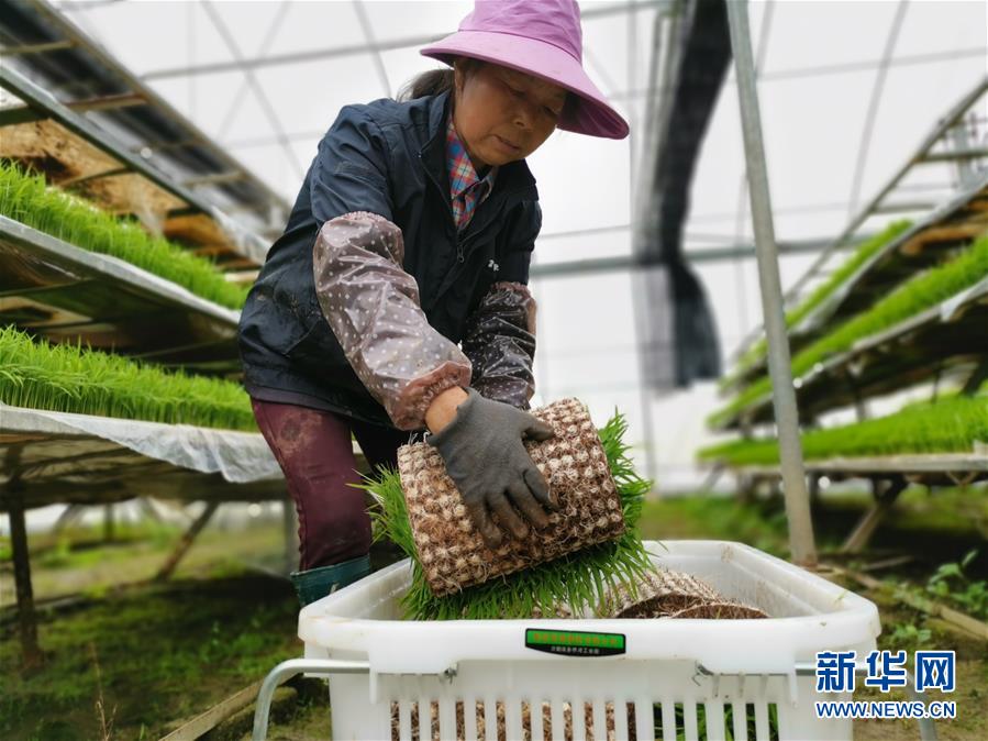 (聚焦農(nóng)業(yè)復(fù)工復(fù)產(chǎn)·圖文互動(dòng))(1)發(fā)力“單改雙” ——水稻大省湖南的雙季稻攻堅(jiān)戰(zhàn)