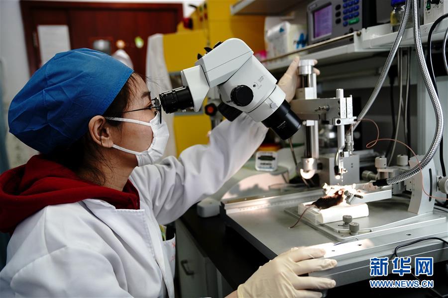 （圖文互動）（2）攻擊行為如何被大腦控制？科學(xué)家在小鼠大腦中發(fā)現(xiàn)&ldquo;調(diào)節(jié)開關(guān)&rdquo;