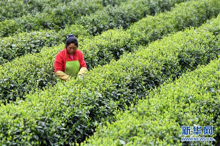 (新華全媒頭條·圖文互動(dòng))(13)紅土地上的“綠色減貧”決戰(zhàn)——大別山“將軍縣”金寨脫貧紀(jì)實(shí)