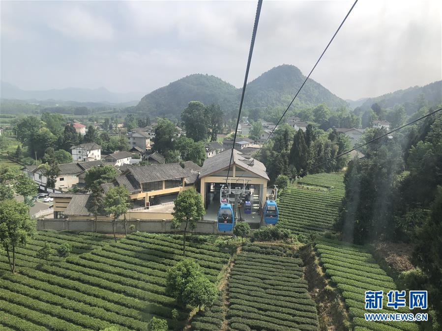 （決戰(zhàn)決勝脫貧攻堅(jiān)&middot;圖文互動(dòng)）人均一畝茶 如此富萬家&mdash;&mdash;貴州鳳岡茶產(chǎn)業(yè)的嬗變