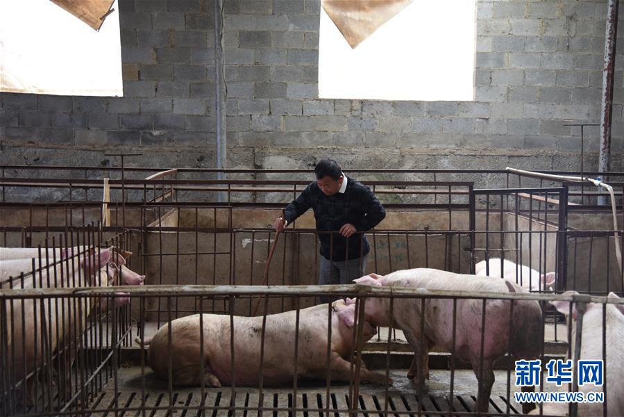 （新華全媒頭條&middot;圖文互動(dòng)）（4）刺梨花開(kāi)滿山紅&mdash;&mdash;記在貴州脫貧攻堅(jiān)一線奮斗的殘疾人