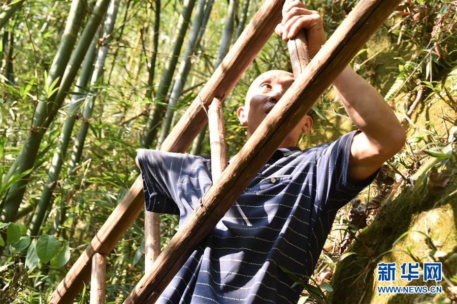 （新華全媒頭條&middot;圖文互動(dòng)）（12）刺梨花開(kāi)滿山紅&mdash;&mdash;記在貴州脫貧攻堅(jiān)一線奮斗的殘疾人