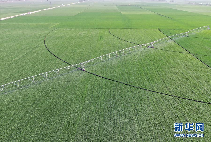 （在習(xí)近平新時(shí)代中國(guó)特色社會(huì)主義思想指引下&mdash;&mdash;新時(shí)代新作為新篇章&middot;習(xí)近平總書記關(guān)切事&middot;圖文互動(dòng)）（4）新農(nóng)事、新希望&mdash;&mdash;夏收前田間新動(dòng)態(tài)掃描