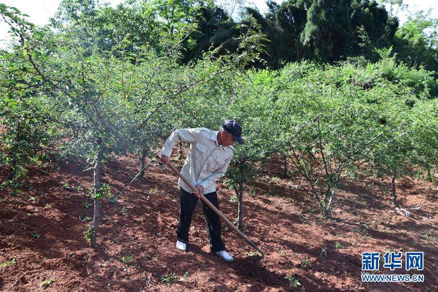 (決戰(zhàn)決勝脫貧攻堅(jiān)·圖文互動(dòng))(4)暮投石壕村