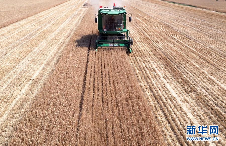 （關(guān)注三夏&middot;圖文互動(dòng)）（3）麥田&ldquo;后浪&rdquo;的農(nóng)事新說(shuō)