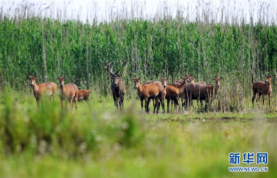 （新華全媒頭條&middot;圖文互動）（9）大湖新歌&mdash;&mdash;我國兩大淡水湖全面生態(tài)修復進行時