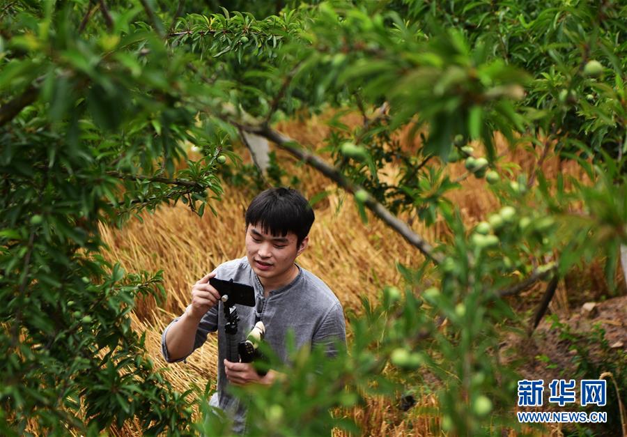 (新華全媒頭條·圖文互動(dòng))(4)待到滿(mǎn)山紅葉時(shí)——三峽重慶庫(kù)區(qū)踐行新發(fā)展理念面面觀(guān)