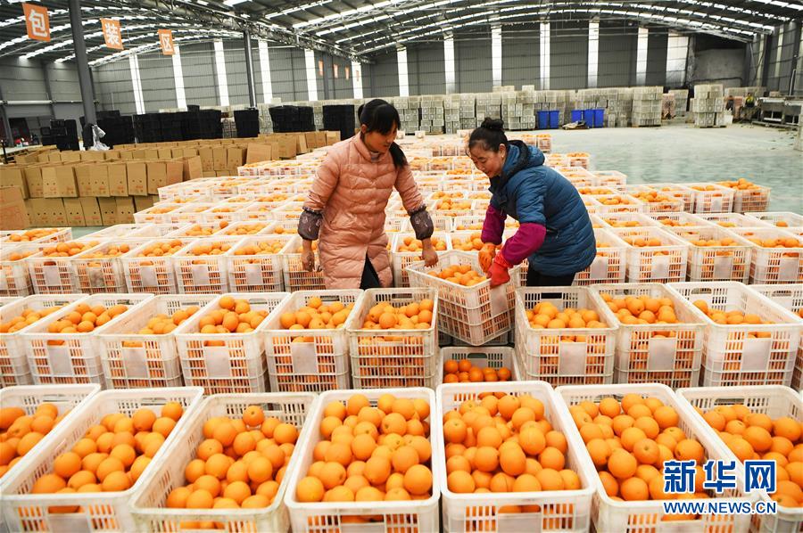 (新華全媒頭條·圖文互動(dòng))(6)待到滿(mǎn)山紅葉時(shí)——三峽重慶庫(kù)區(qū)踐行新發(fā)展理念面面觀(guān)