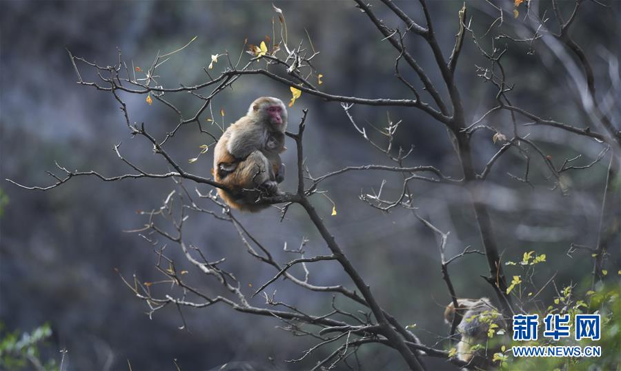(新華全媒頭條·圖文互動(dòng))(9)待到滿(mǎn)山紅葉時(shí)——三峽重慶庫(kù)區(qū)踐行新發(fā)展理念面面觀(guān)