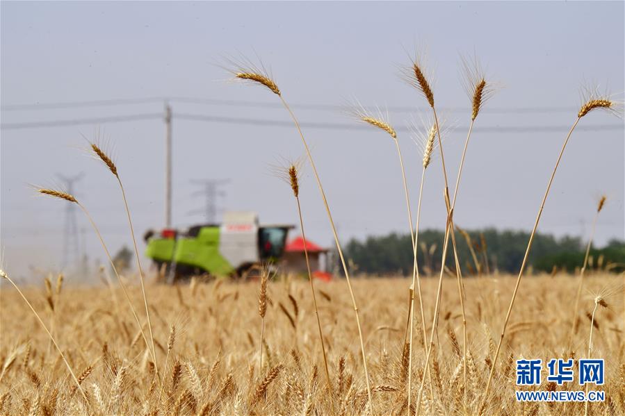 （新華全媒頭條&middot;圖文互動）（3）庚子之豐&mdash;&mdash;2020年河南夏糧豐收圖景