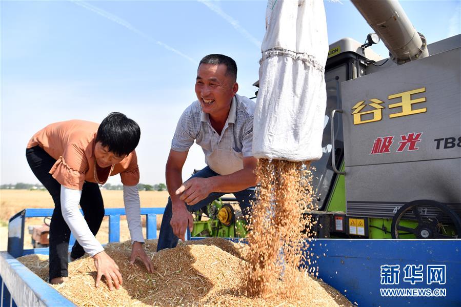 （關注三夏&middot;圖文互動）（1）2020 豐收的心情