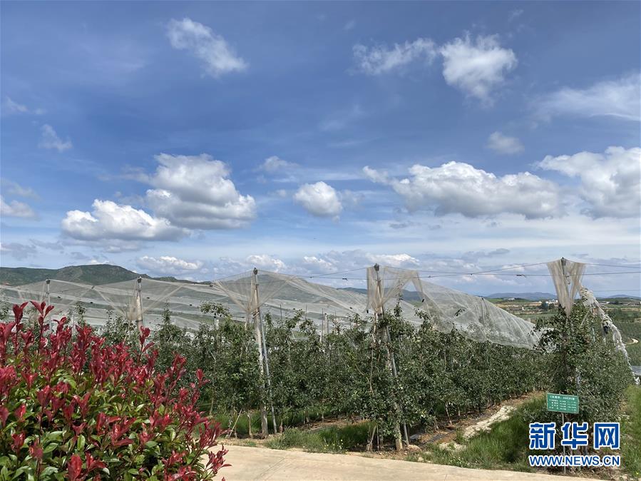 （決戰(zhàn)決勝脫貧攻堅&middot;圖文互動）（3）高原紅了，日子好了&mdash;&mdash;貴州海拔最高縣發(fā)展蘋果產(chǎn)業(yè)見聞