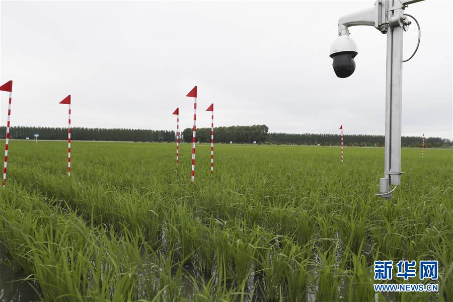 (走向我們的小康生活·圖文互動(dòng))(7)端牢“中國(guó)飯碗” 播種綠色小康