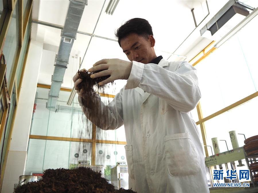 （圖文互動(dòng)）（2）高山下的&ldquo;扶貧藏雪茶&rdquo;