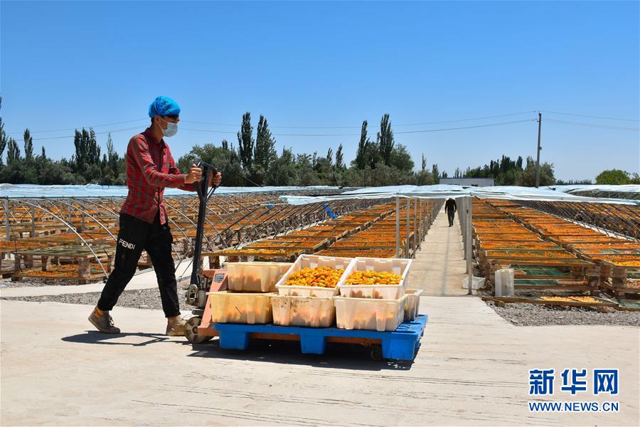 (決戰(zhàn)決勝脫貧攻堅·圖文互動)(4)新疆“杏鄉(xiāng)”:杏果飄香 走出深閨助脫貧