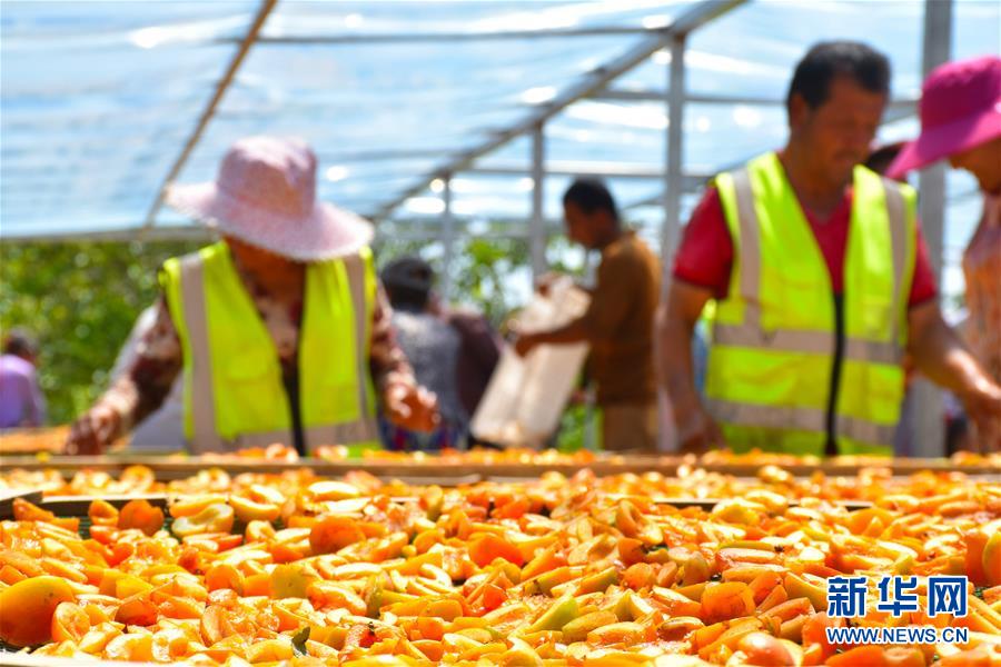 (決戰(zhàn)決勝脫貧攻堅·圖文互動)(5)新疆“杏鄉(xiāng)”:杏果飄香 走出深閨助脫貧