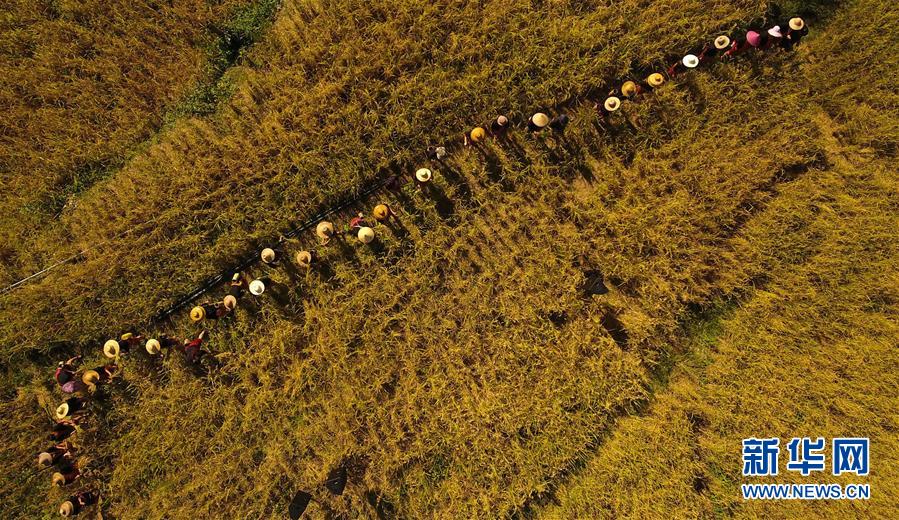 （走向我們的小康生活&middot;圖文互動）（2）黎苗山鄉(xiāng)種養(yǎng)&ldquo;老行當&rdquo;擦亮&ldquo;綠色牌&rdquo;