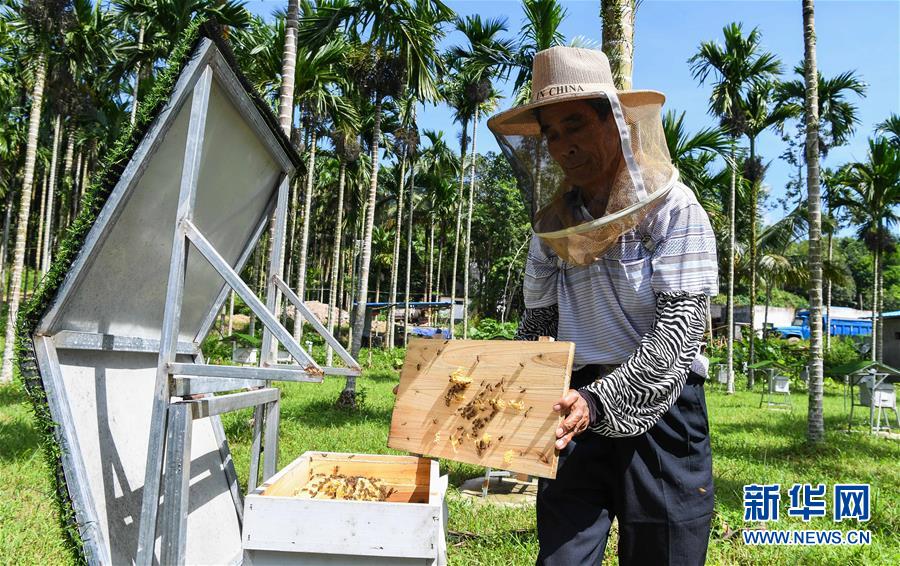 （走向我們的小康生活&middot;圖文互動）（7）黎苗山鄉(xiāng)種養(yǎng)&ldquo;老行當&rdquo;擦亮&ldquo;綠色牌&rdquo;