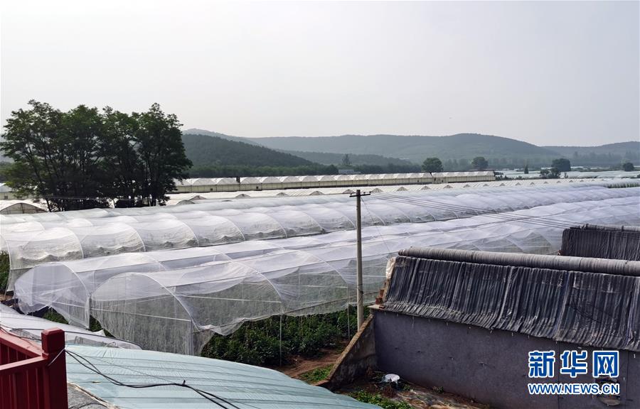 （決戰(zhàn)決勝脫貧攻堅(jiān)&middot;圖文互動(dòng)）（2）西紅柿小鎮(zhèn)的&ldquo;致富經(jīng)&rdquo;