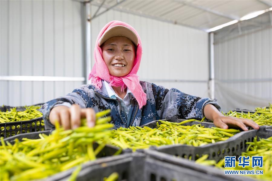 (新華全媒頭條·走向我們的小康生活·圖文互動)(12)23萬人的命運轉(zhuǎn)折——我國最大易地生態(tài)移民安置區(qū)的脫貧密碼