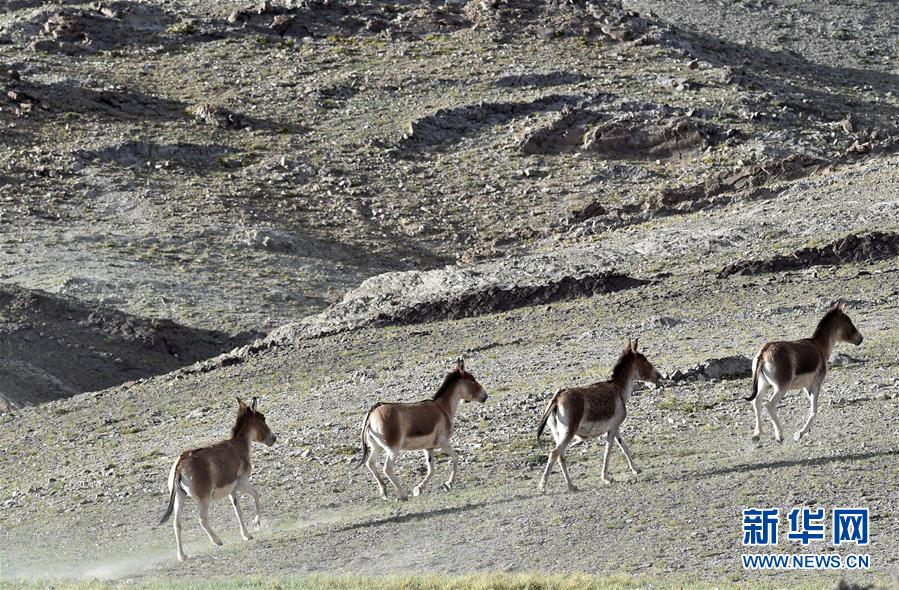 （在習(xí)近平新時(shí)代中國特色社會(huì)主義思想指引下&mdash;&mdash;新時(shí)代新作為新篇章&middot;習(xí)近平總書記關(guān)切事&middot;圖文互動(dòng)）（1）綠色映底蘊(yùn)，山水見初心&mdash;&mdash;生態(tài)優(yōu)先、綠色發(fā)展持續(xù)造福群眾美好生活