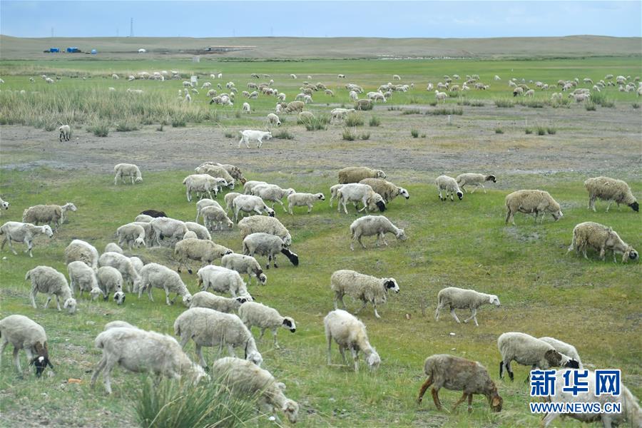 （走向我們的小康生活&middot;圖文互動）（1）草原有了網(wǎng)，手機(jī)能放羊&mdash;&mdash;看呼倫貝爾大草原牧民生活變了樣 