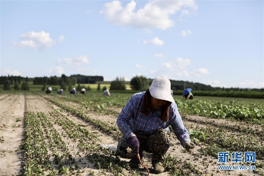 (決戰(zhàn)決勝脫貧攻堅(jiān)·圖文互動(dòng))(1)脫貧致富新“良藥”