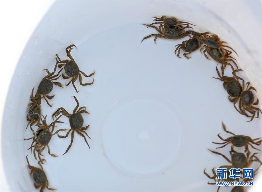 （新華全媒頭條&middot;走向我們的小康生活&middot;圖文互動(dòng)）（13）&ldquo;南大荒&rdquo;變&ldquo;稻蟹鄉(xiāng)&rdquo;&mdash;&mdash;資源枯竭型城市盤錦的鄉(xiāng)村振興之路