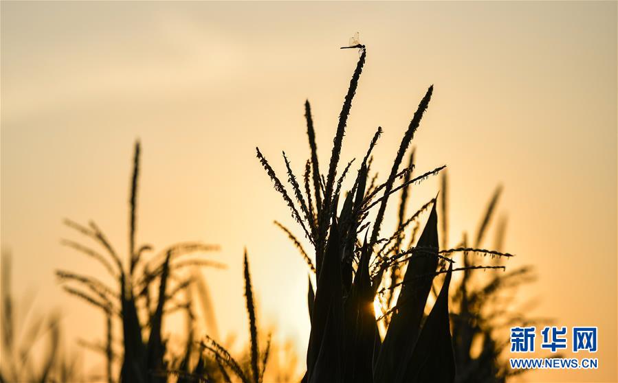 （在習(xí)近平新時代中國特色社會主義思想指引下&mdash;&mdash;新時代新作為新篇章&middot;習(xí)近平總書記關(guān)切事&middot;圖文互動）（1）為黑土加&ldquo;油&rdquo;&mdash;&mdash;&ldquo;耕地中的大熊貓&rdquo;，我們這樣保護(hù)