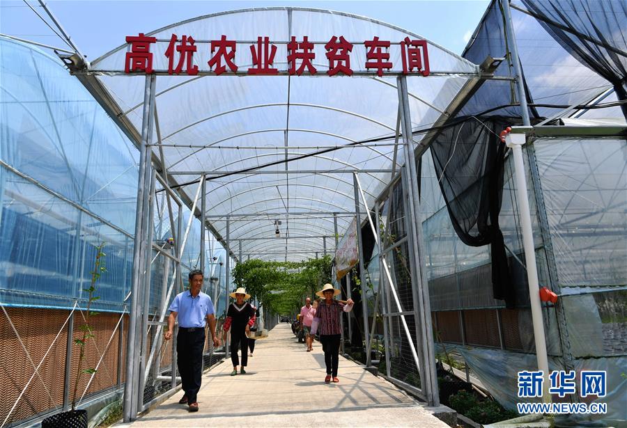 (走向我們的小康生活·圖文互動)(3)“紅土地”越來越紅火——福建老區(qū)蘇區(qū)發(fā)展新貌掠影