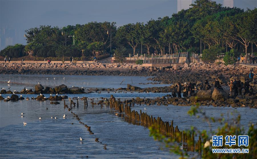 （新華全媒頭條&middot;圖文互動）（11）鯤鵬展翅九萬里&mdash;&mdash;深圳奮力跑好建設中國特色社會主義先行示范區(qū)&ldquo;第一程&rdquo;