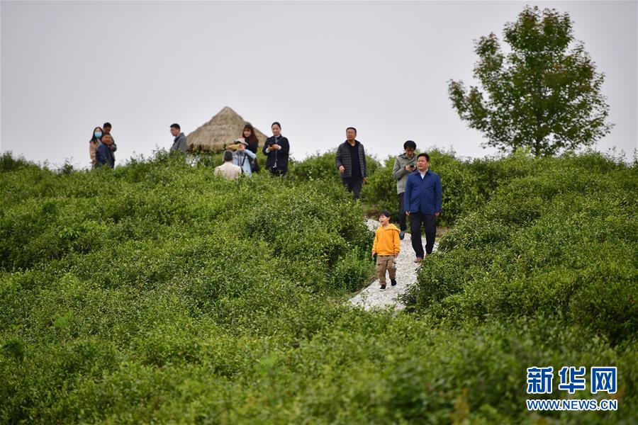 （走向我們的小康生活&middot;圖文互動）（7）綠了青山，紅了日子&mdash;&mdash;秦巴山區(qū)群眾繪出小康&ldquo;調(diào)色板&rdquo;