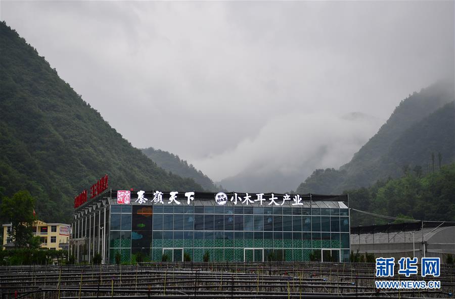 （新華全媒頭條&middot;走向我們的小康生活&middot;圖文互動）（3）蹚出綠色小康路&mdash;&mdash;陜南秦巴山區(qū)的脫貧答卷