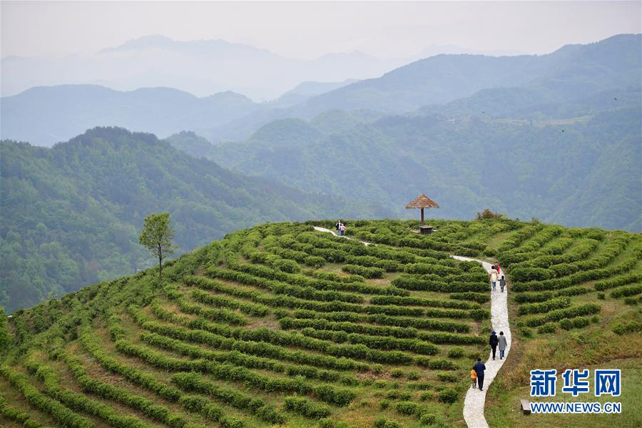 （新華全媒頭條&middot;走向我們的小康生活&middot;圖文互動）（5）蹚出綠色小康路&mdash;&mdash;陜南秦巴山區(qū)的脫貧答卷