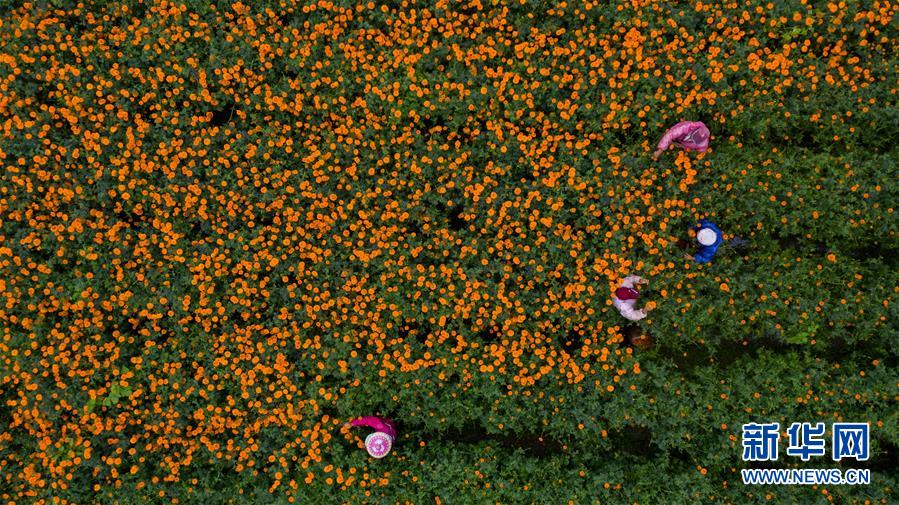 （圖文互動）（2）幸?；ㄩ_&mdash;&mdash;高黎貢山下&ldquo;萬畝花海&rdquo;帶富美麗鄉(xiāng)村