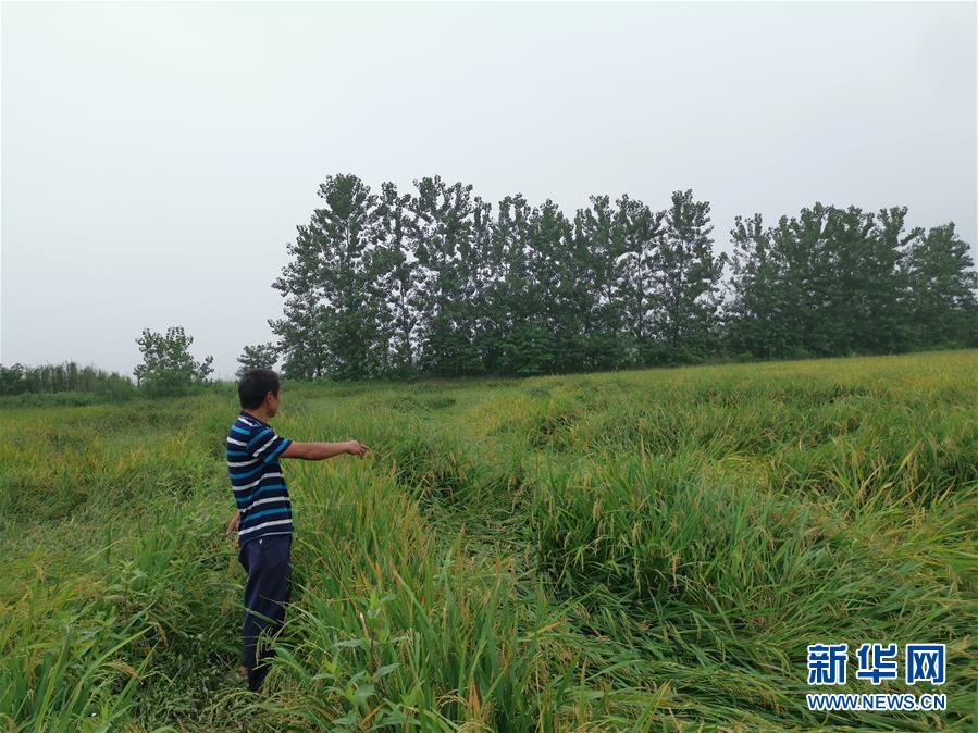 （新華視點&middot;聚焦餐桌外的浪費&middot;圖文互動）（2）顆粒歸倉為何難實現？我國糧食收割環(huán)節(jié)損失驚人