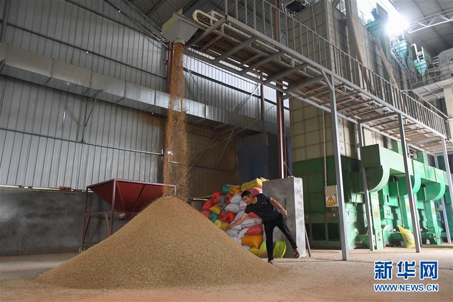 （新華視點&middot;聚焦餐桌外的浪費&middot;圖文互動）（1）農(nóng)戶儲糧損失達(dá)8%！設(shè)施普遍簡陋，蟲害霉變堪憂