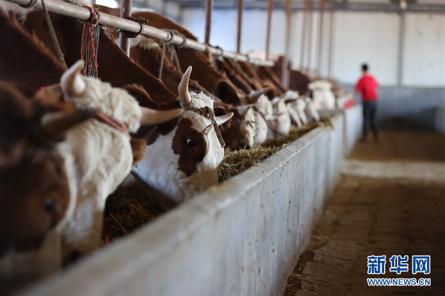 (決戰(zhàn)決勝脫貧攻堅(jiān)·圖文互動(dòng))(3)再戰(zhàn)“北大倉”