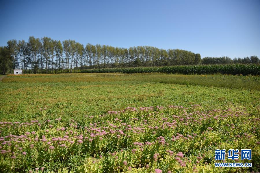 （決戰(zhàn)決勝脫貧攻堅&middot;圖文互動）（3）楊老漢&ldquo;護花&rdquo;巧算&ldquo;脫貧賬&rdquo;